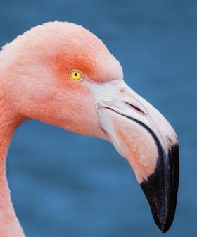 Move Over Bonnie And Clyde There's A New Bandit In Town... A Flamingo