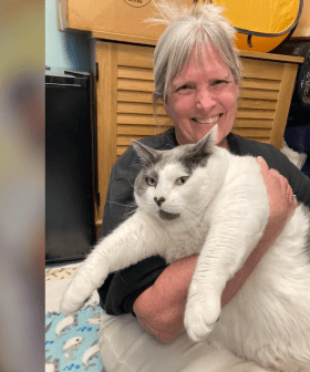 The Internet Falls In Love With Patches The 19 Kilo Cat And Gets Him Adopted!